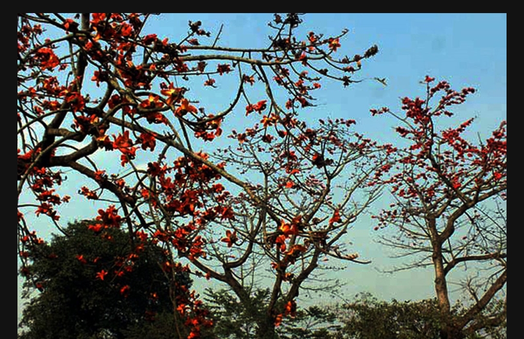হারিয়ে যাচ্ছে শিমুলের সৌন্দর্য